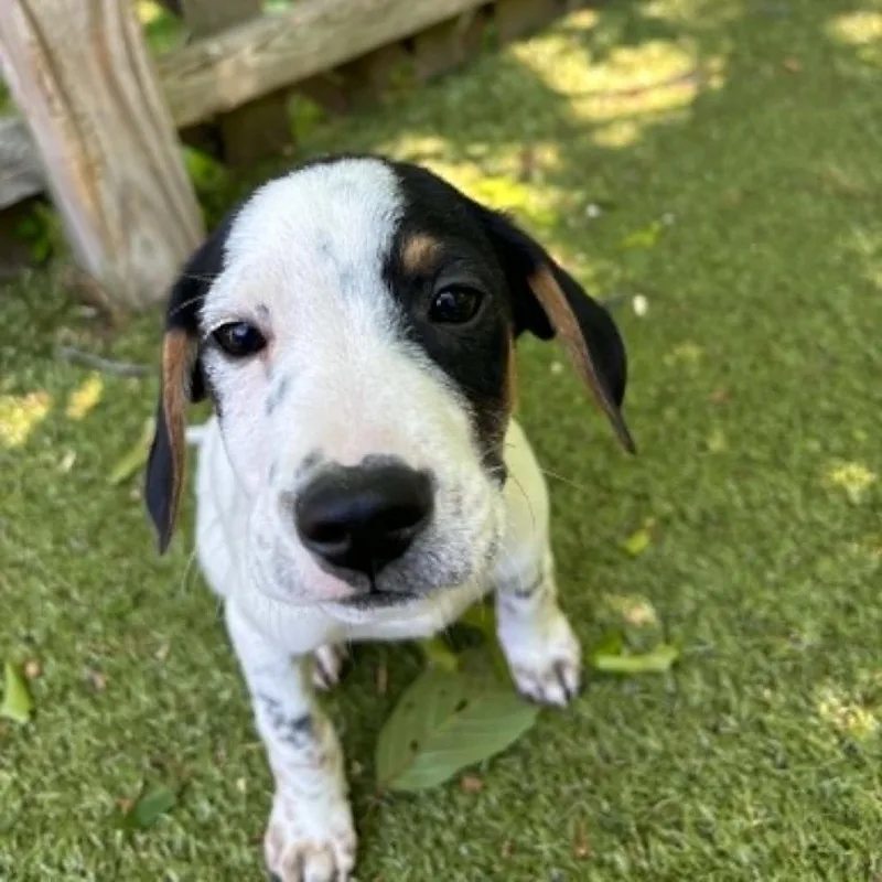 A baby medium-sized male Black Mixed Breed dog named Chester for adoption in Hampton Bays, NY