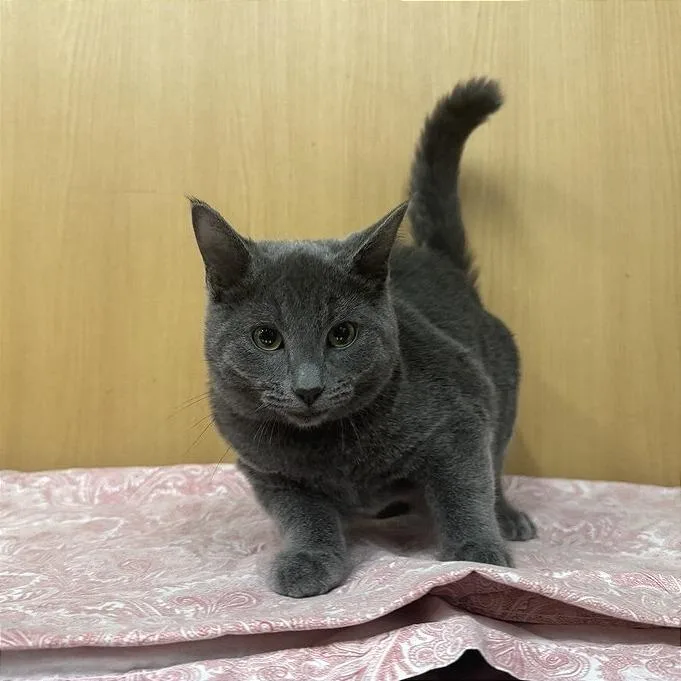 A baby medium-sized male Gray / Blue / Silver Domestic Short Hair cat named Hachi for adoption in Saint Louis, MO