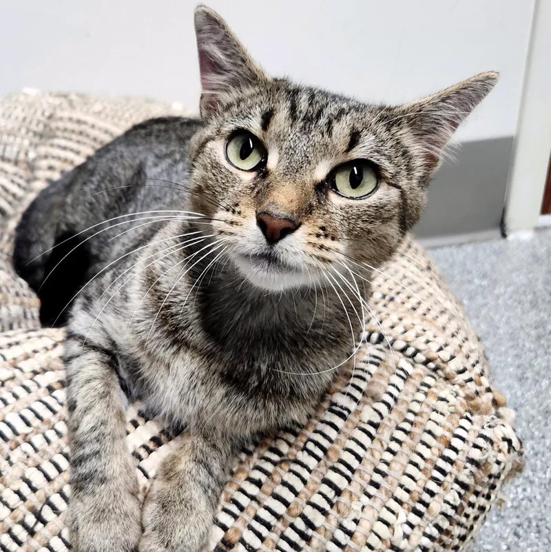 A young medium-sized female Domestic Short Hair cat named Penelope for adoption in Pittsburgh, PA