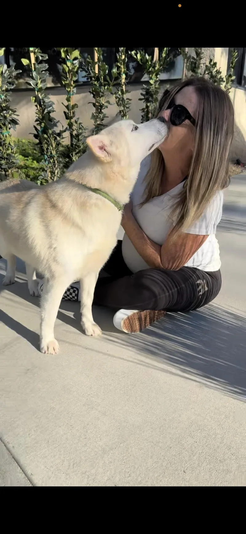 A young medium-sized female White / Cream American Eskimo Dog dog named Flora for adoption in Hamden, CT