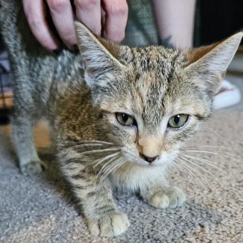 A baby small-sized female Tabby (Gray / Blue / Silver) Tabby cat named Serena for adoption in Knoxville, TN