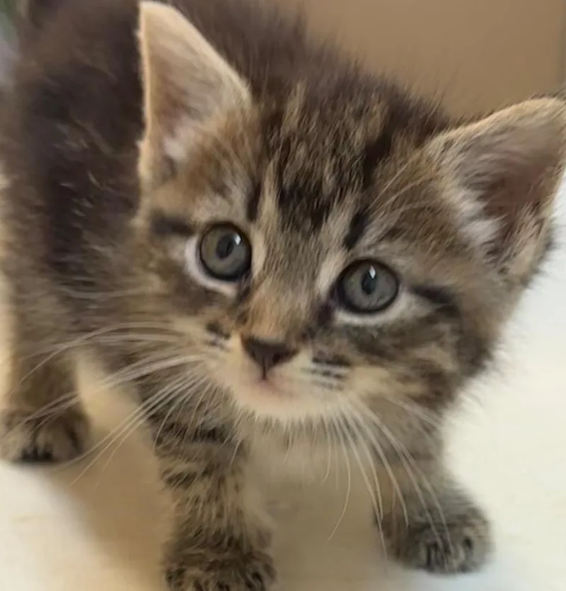 A baby small-sized female Domestic Short Hair cat named Shelly for adoption in Elizabethton, TN