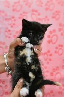 A young small-sized male Domestic Short Hair cat named Tartar for adoption in Miami, FL