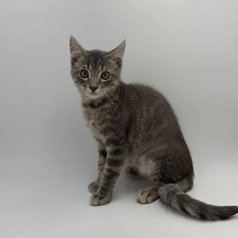 A baby medium-sized male Domestic Short Hair cat named Twix for adoption in State College, PA