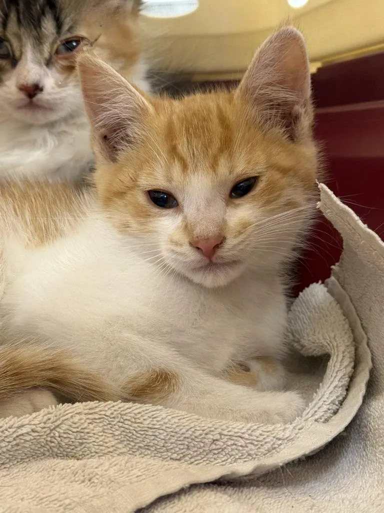 A baby medium-sized male Domestic Short Hair cat named Creamsicle for adoption in Pomona, NY