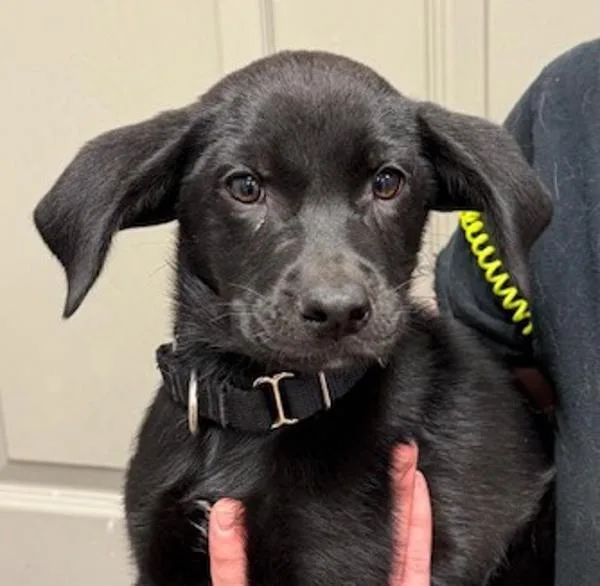 A baby medium-sized female Labrador Retriever dog named Mattie for adoption in Littleton, CO