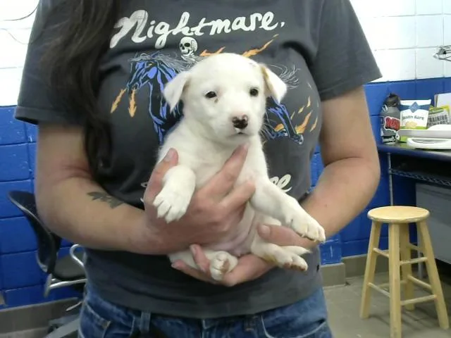 A baby small-sized female Australian Cattle Dog / Blue Heeler dog named Po for adoption in Albuquerque, NM