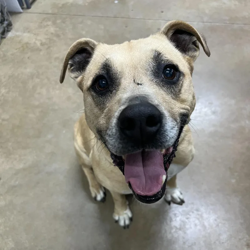 A senior medium-sized female Yellow / Tan / Blond / Fawn Mixed Breed dog named Penelope for adoption in Waynesville, NC