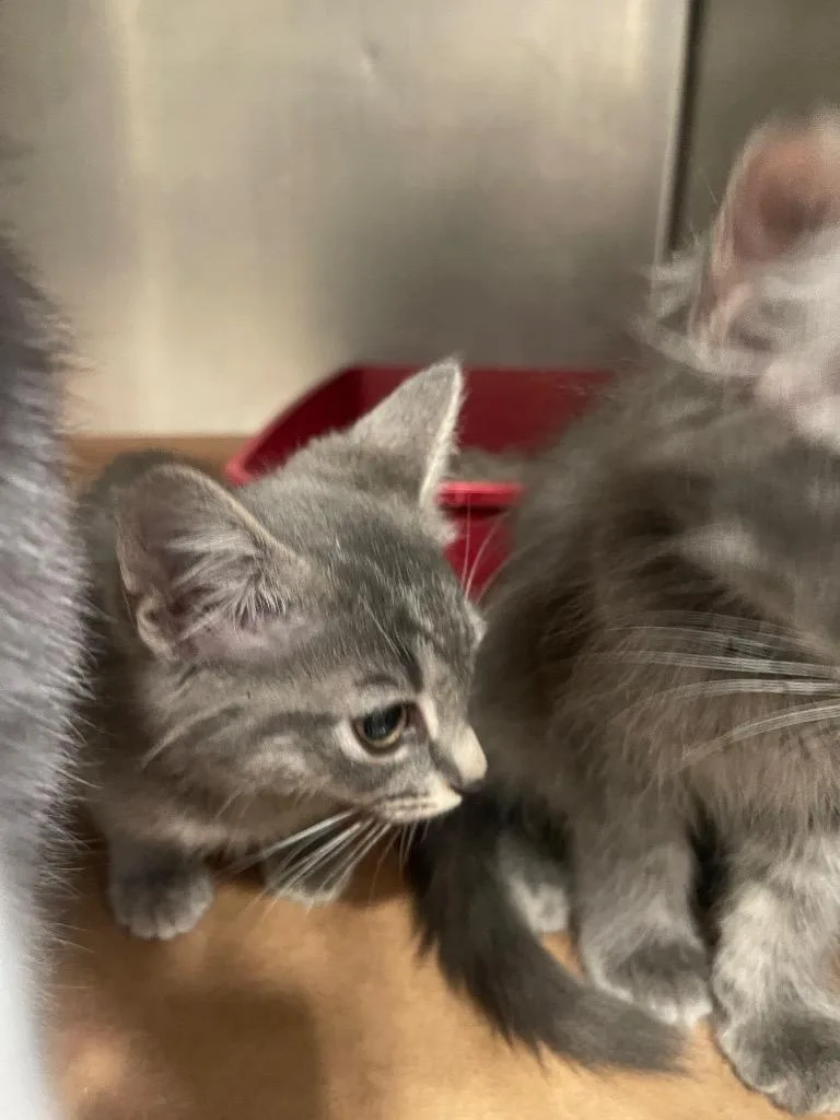 A baby small-sized male Domestic Short Hair cat named Dilly for adoption in Cartersville , GA