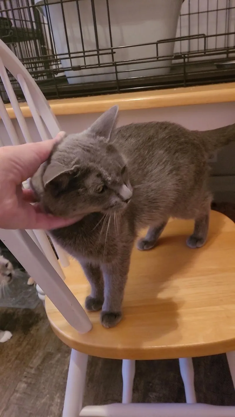 A young medium-sized female Russian Blue cat named Violeta for adoption in Escalon, CA