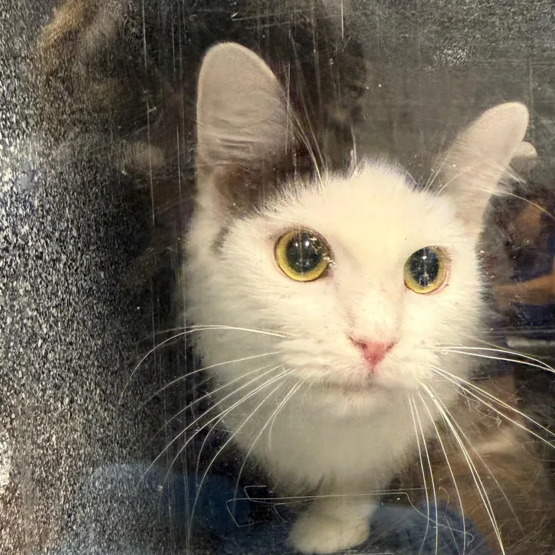 An adult medium-sized female Gray / Blue / Silver Domestic Short Hair cat named Mochi for adoption in Greenville, SC