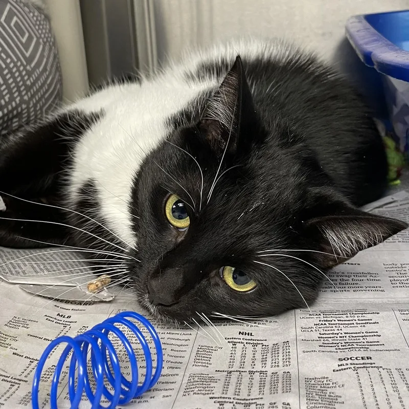 A young medium-sized female Black & White / Tuxedo American Shorthair cat named Raven for adoption in North Kingstown, RI