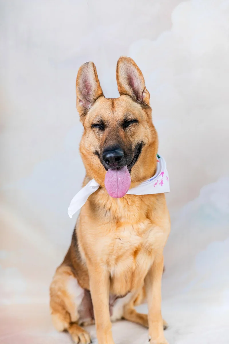 An adult medium-sized female German Shepherd Dog dog named Nola for adoption in Pasadena, CA