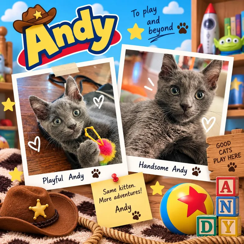 A baby medium-sized male Domestic Short Hair cat named AndyKDC for adoption in Greenville, DE