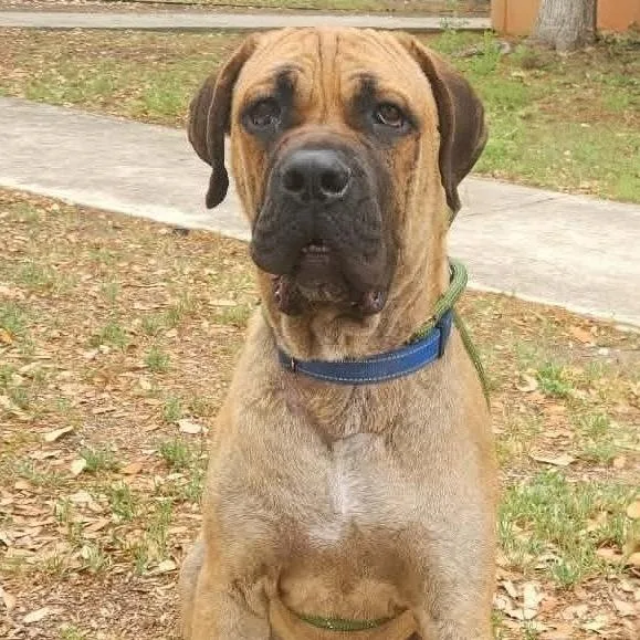 A young large-sized male Yellow / Tan / Blond / Fawn Mastiff dog named Ralph Bw for adoption in Austin, TX