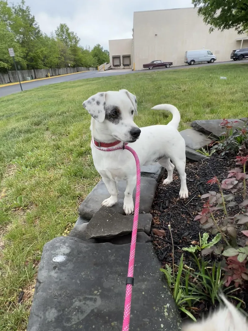 A young medium-sized male White / Cream Dachshund dog named Rudy for adoption in Potomac, MD