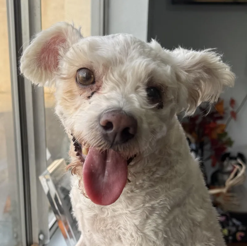 An adult small-sized female Maltipoo dog named Ms. Sweet Pie Maya for adoption in Ridgefield, WA