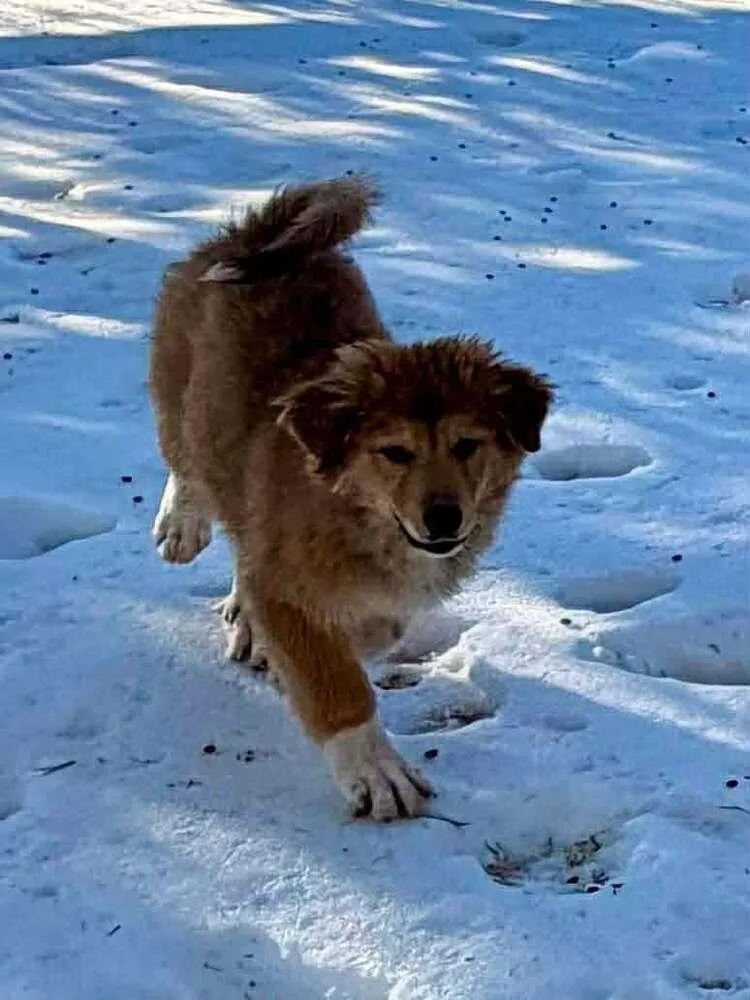 A baby small-sized female Tricolor (Brown, Black, & White) Great Pyrenees dog named Judy Haynes for adoption in Troy, VA