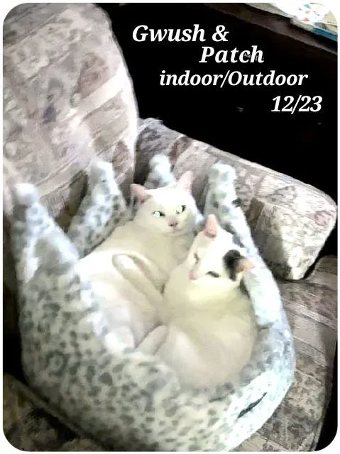 Patch And Gwush thumbnail 2