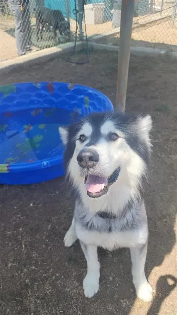 A young medium-sized male White / Cream Alaskan Malamute dog named Trujillo for adoption in Thousand Oaks, CA