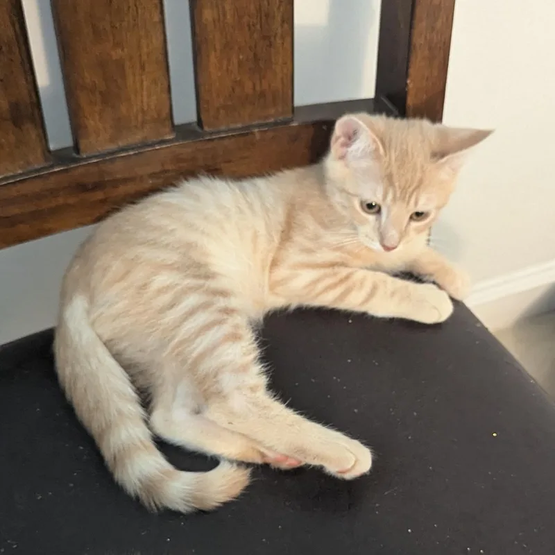 A baby medium-sized male Buff / Tan / Fawn Domestic Short Hair cat named Pete  Cream Male for adoption in Haddon Heights, NJ