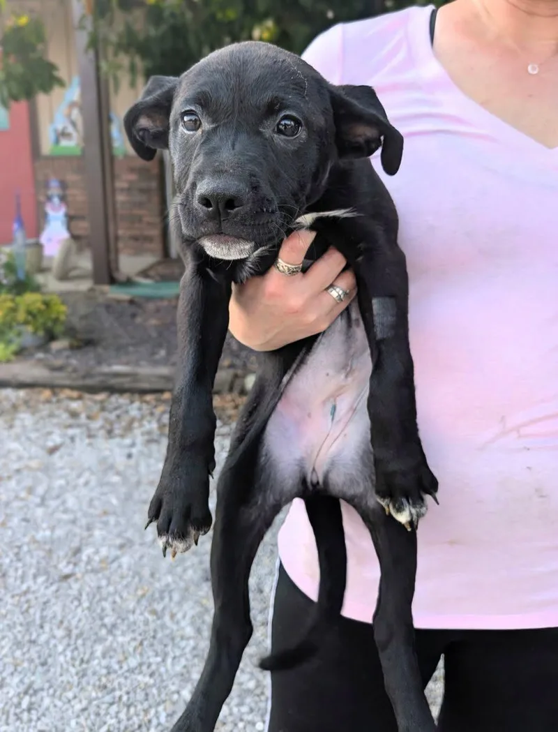 A baby medium-sized female German Shepherd Dog dog named Briair for adoption in Newburgh, IN