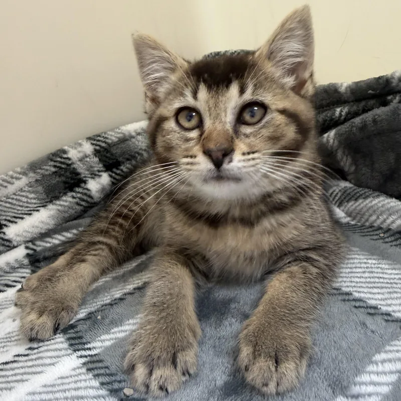 A baby medium-sized female Tabby (Brown / Chocolate) Domestic Short Hair cat named Eliza for adoption in Washington, MI