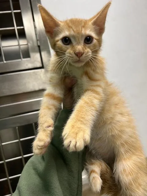 A baby small-sized male Domestic Short Hair cat named Cheddar for adoption in Chickamauga , GA