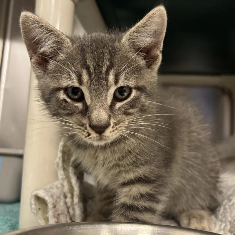 A baby small-sized male Gray / Blue / Silver Domestic Short Hair cat named Eddie Stormcloud for adoption in Wilmington, DE