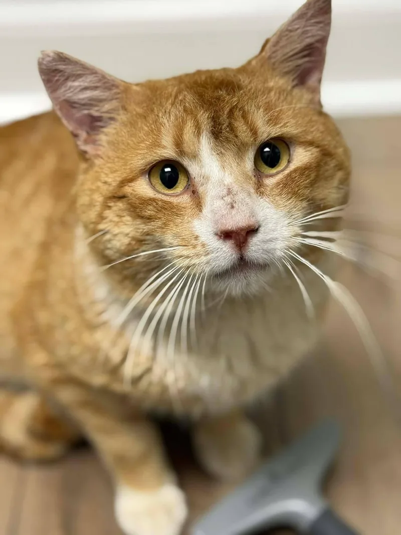 An adult large-sized male Orange & White Domestic Short Hair cat named Turbo for adoption in Delran, NJ