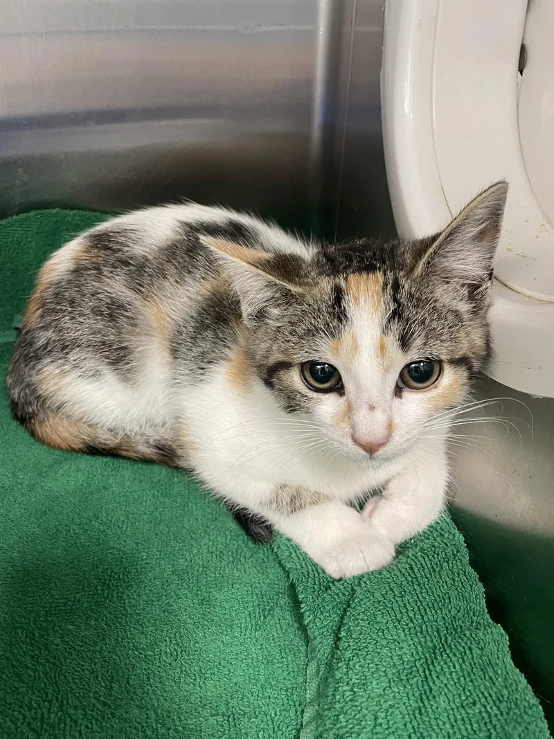 A baby medium-sized female Calico cat named Justice for adoption in Georgetown, KY