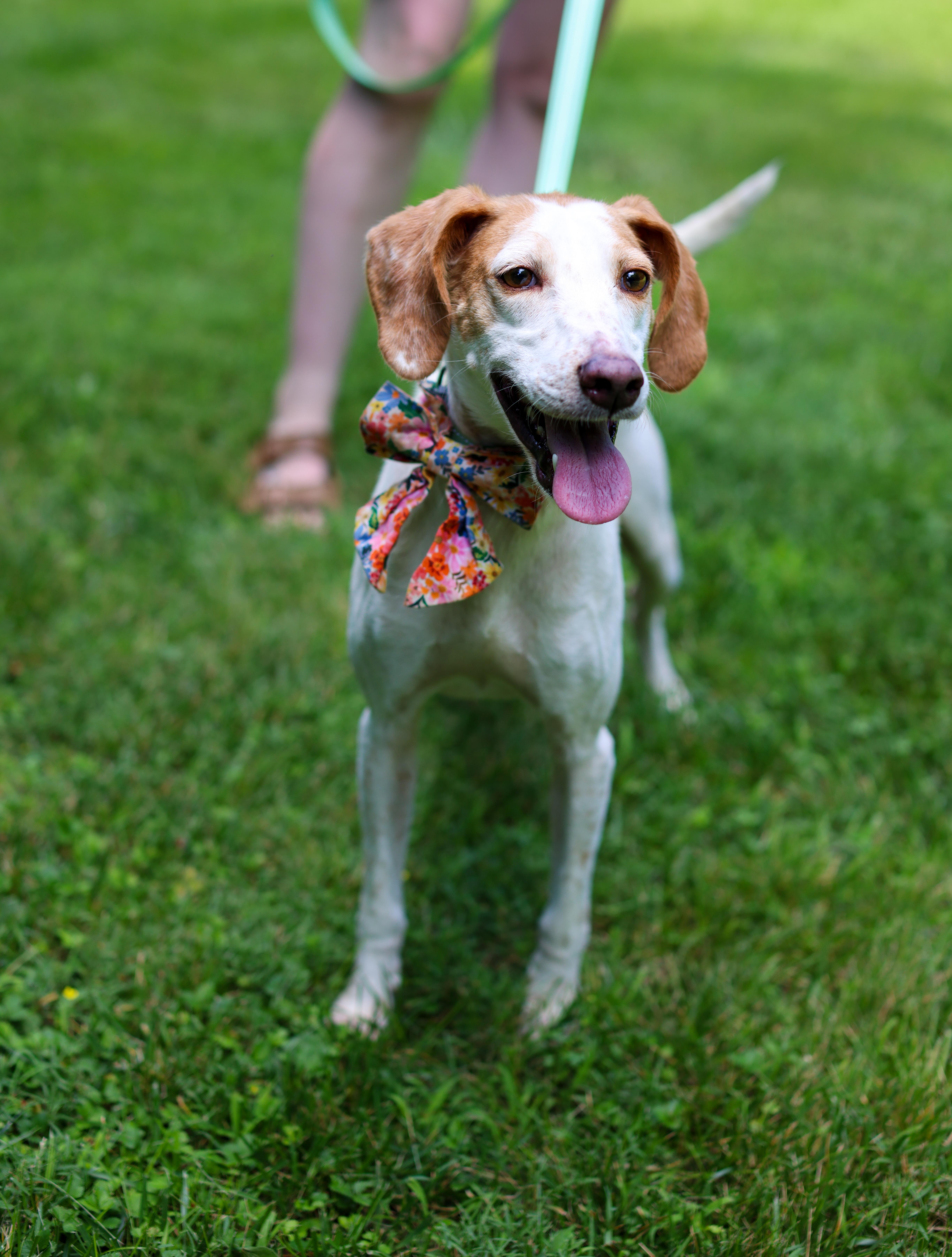 An adult medium-sized female Terrier dog named Keena for adoption in Cornelius, NC
