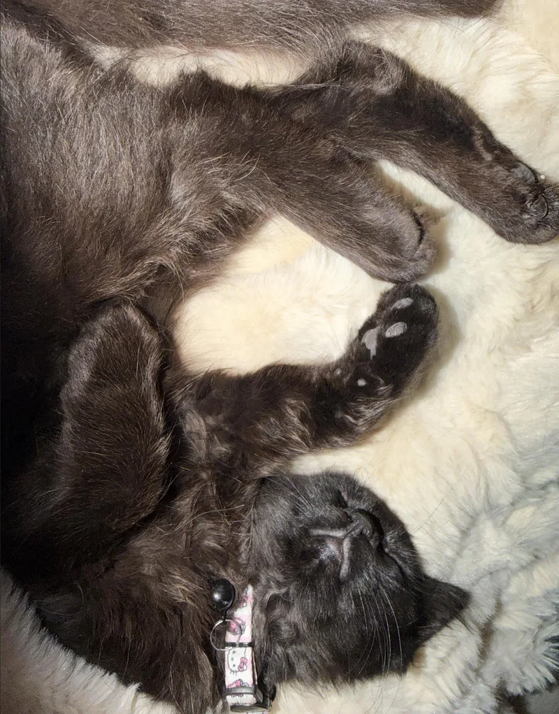 A baby medium-sized female Black Domestic Medium Hair cat named Jiji AL for adoption in Frisco, TX