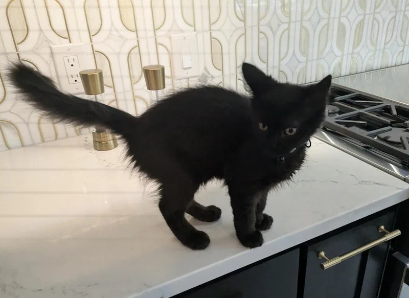 Jiji AL thumbnail 2