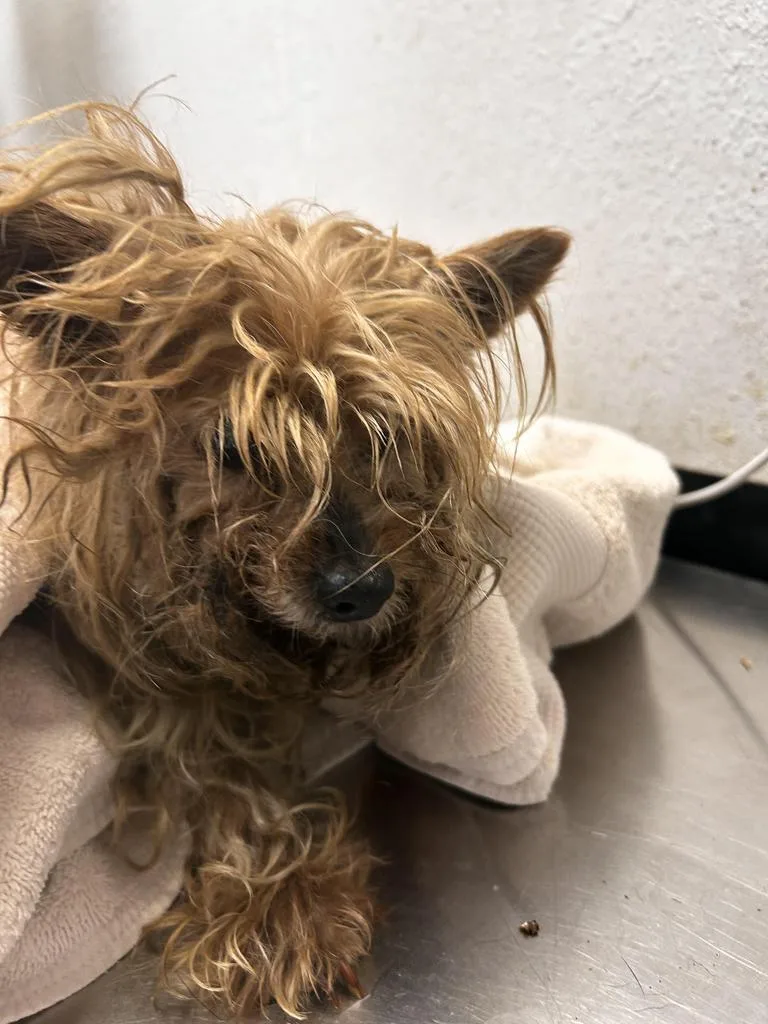 A senior small-sized female Yorkshire Terrier dog named Xena for adoption in Lockhart, TX