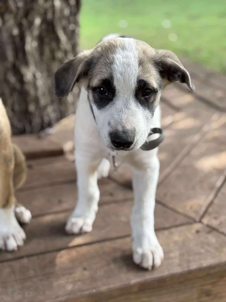 A baby large-sized male Tricolor (Brown, Black, & White) Anatolian Shepherd dog named Maximus for adoption in Shawnee, OK