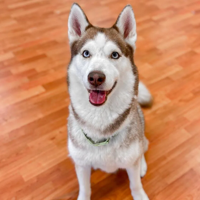 An adult large-sized male Husky dog named Maverick for adoption in Springboro, OH