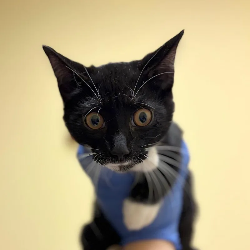 A baby small-sized male Black Domestic Short Hair cat named Waffle Cone for adoption in Charlottesville, VA