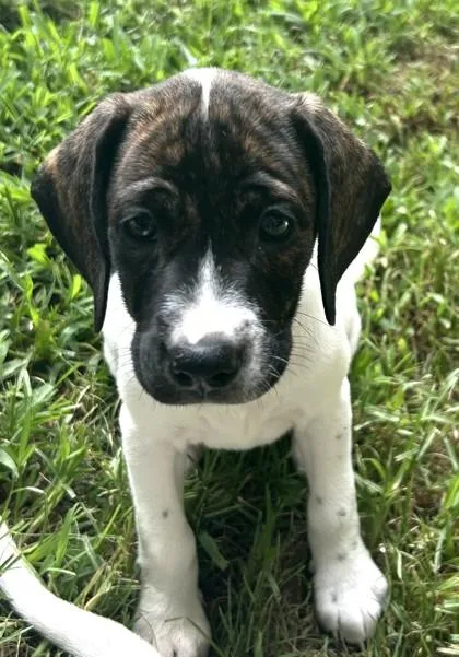 A baby small-sized female Mixed Breed dog named Lyra for adoption in Cumming, GA