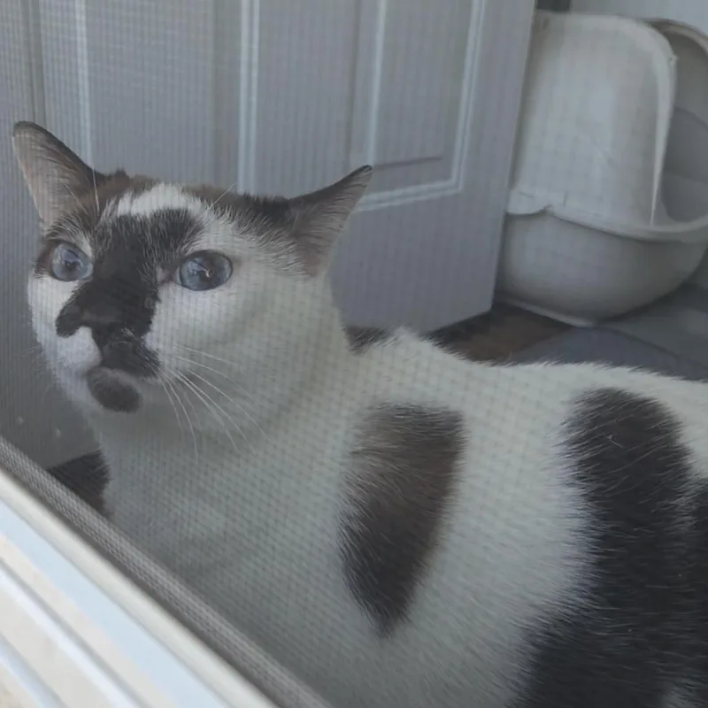 A senior small-sized male White Siamese cat named Orion for adoption in Bristol, IN