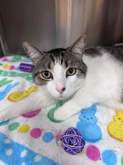 An adult extra large-sized male Domestic Short Hair cat named Beanie Baby for adoption in Brunswick, GA