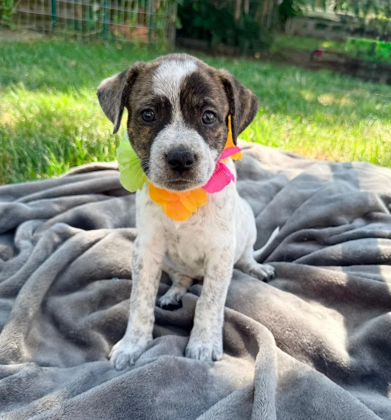Bayou  Local Puppy thumbnail 4