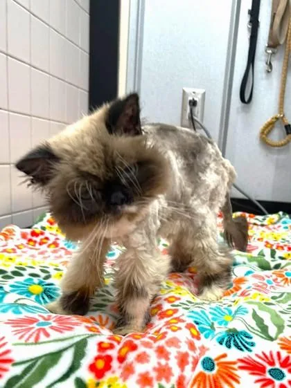 A senior small-sized female Himalayan cat named Himi for adoption in Palm Coast, FL