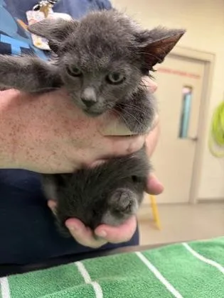 A baby small-sized male Domestic Short Hair cat named Captain America for adoption in Fishers, IN