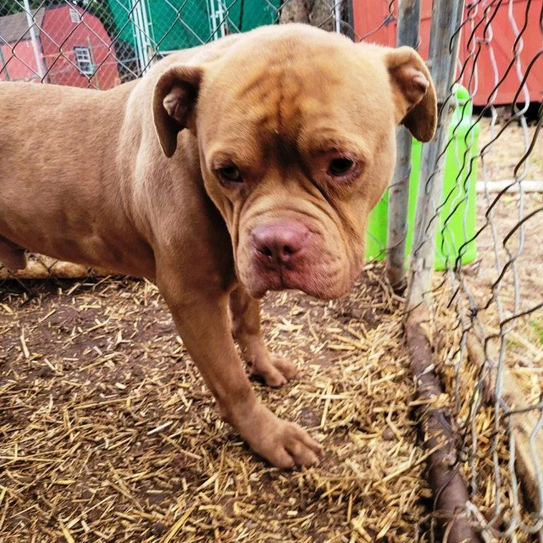 A young medium-sized male American Bulldog dog named Drake for adoption in Westminster, MD