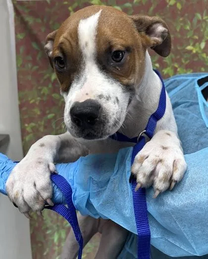 A young small-sized male American Staffordshire Terrier dog named Tadpole for adoption in San Antonio, TX