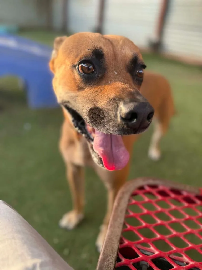 An adult medium-sized male Boxer dog named Archer for adoption in San Diego, CA