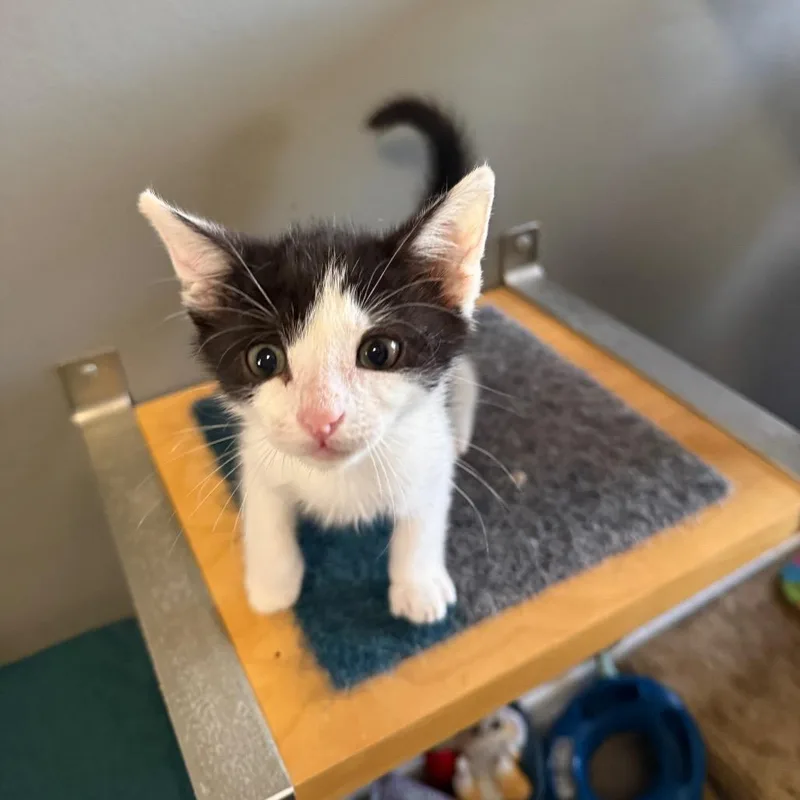 A baby small-sized male Black Domestic Short Hair cat named Felix for adoption in Los Angeles, CA
