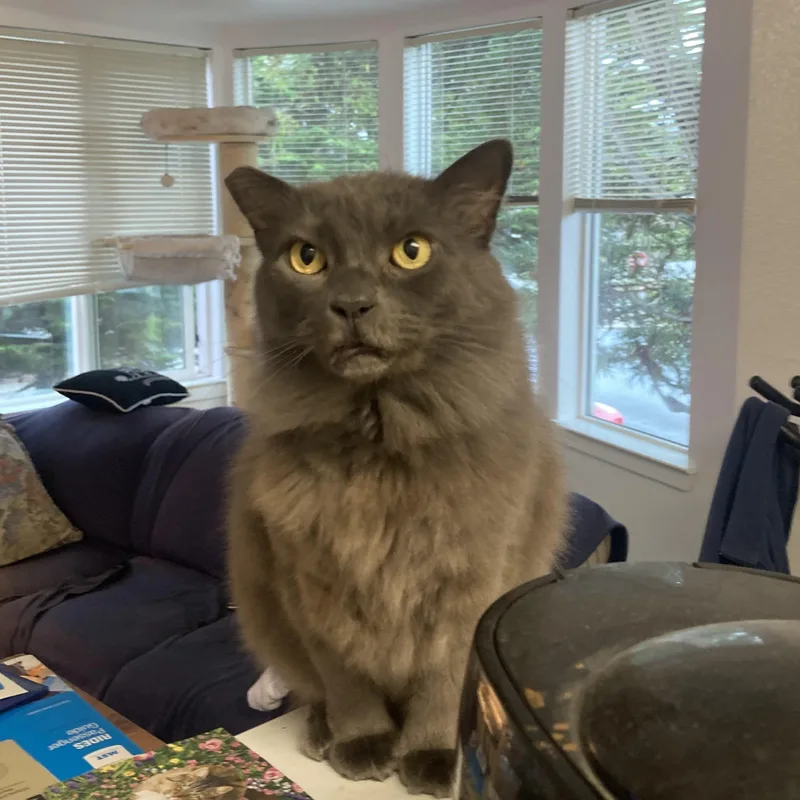 An adult large-sized male Gray / Blue / Silver Domestic Long Hair cat named Smokey for adoption in Marina, CA