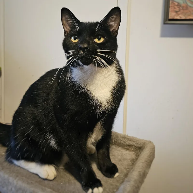A young medium-sized male Domestic Short Hair cat named Biscotti for adoption in Tabor City, NC
